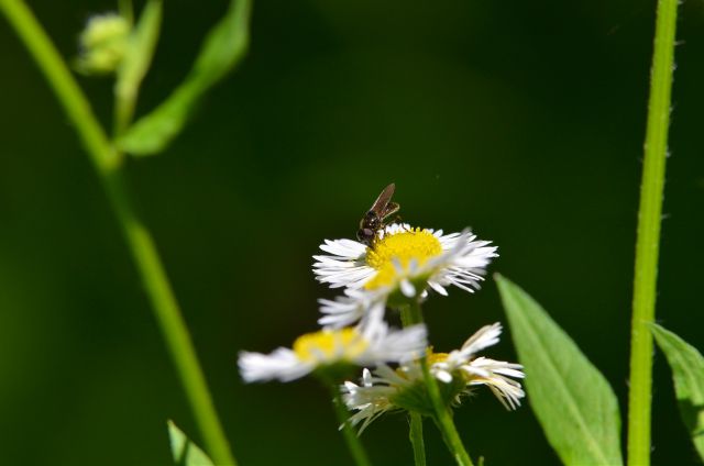 Limbarska gora 25.6.2015 - foto