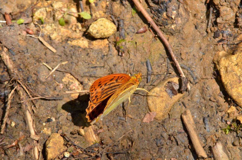 Limbarska gora 25.6.2015 - foto povečava