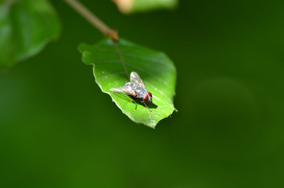 Limbarska gora 25.6.2015 - foto povečava