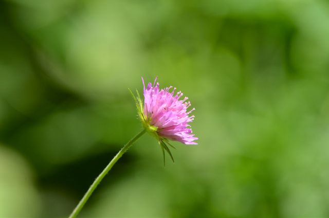 Limbarska gora 25.6.2015 - foto