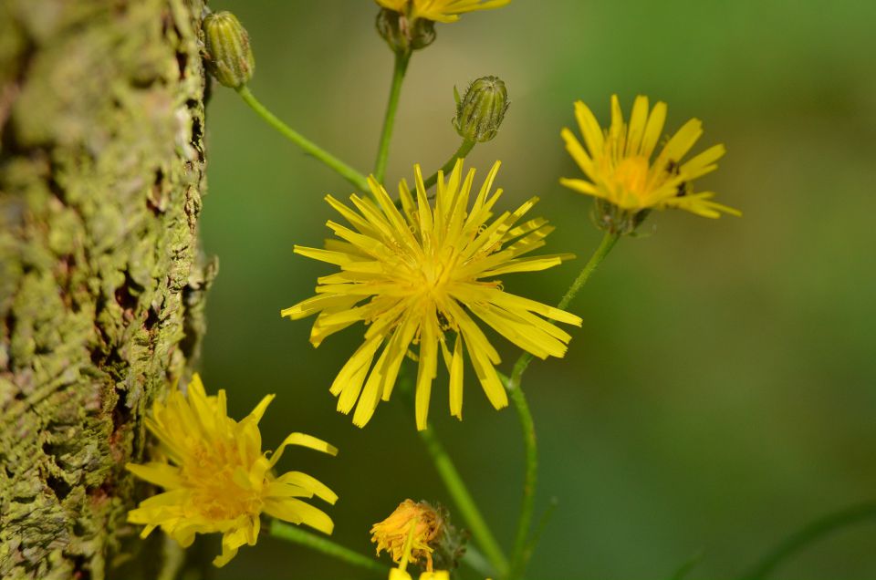 Limbarska gora 25.6.2015 - foto povečava