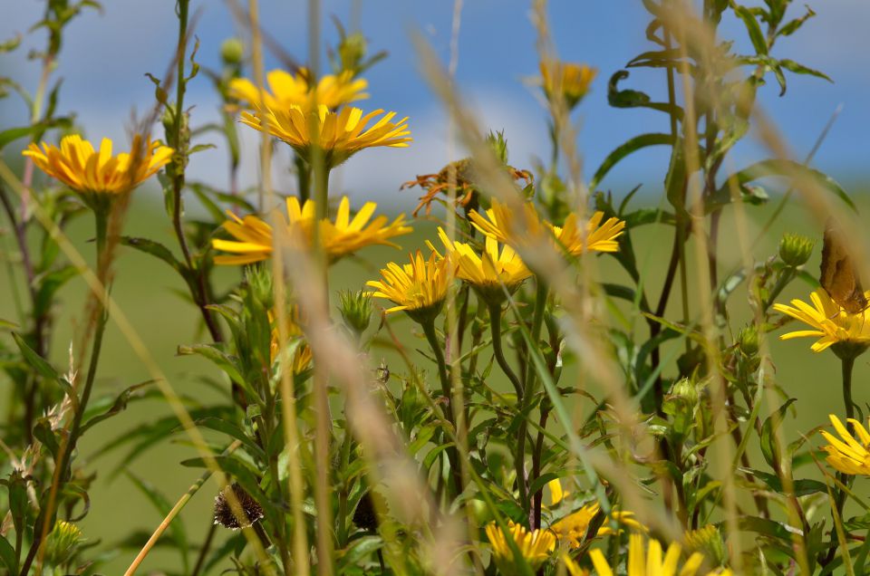 Limbarska gora 25.6.2015 - foto povečava