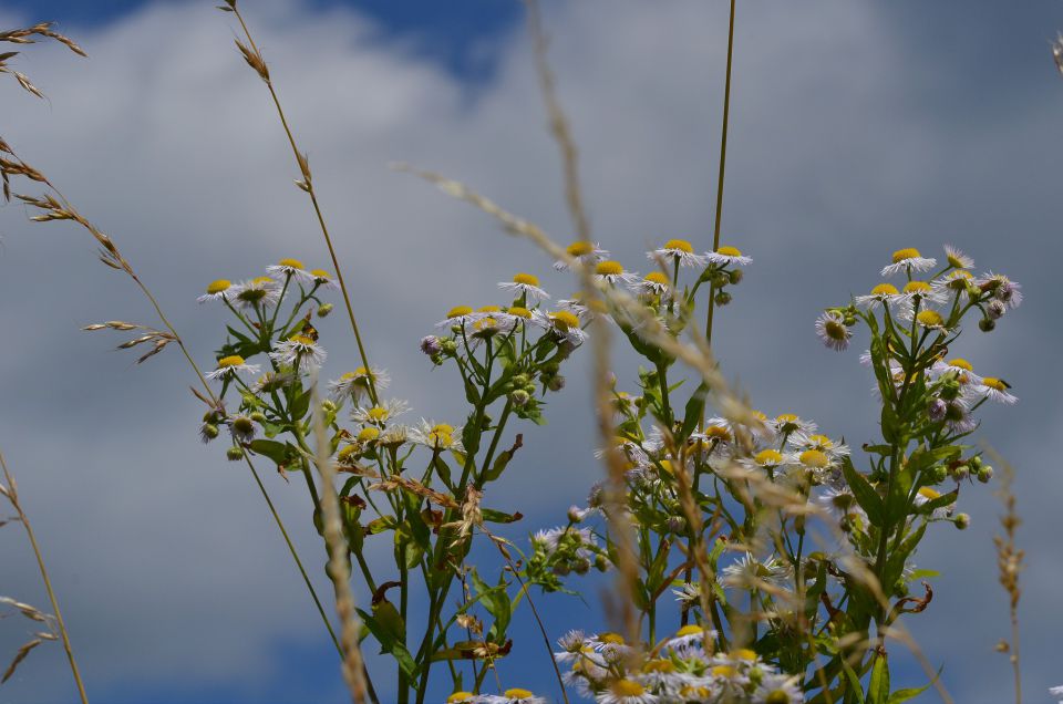 Limbarska gora 25.6.2015 - foto povečava