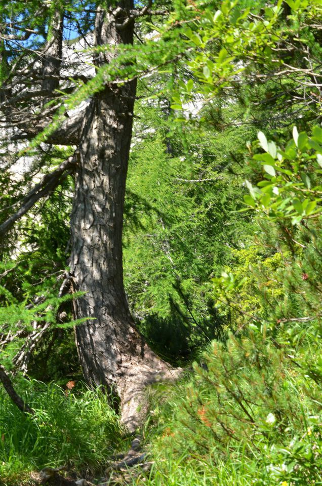 Mala Mojstrovka 26.6.2015 - foto povečava