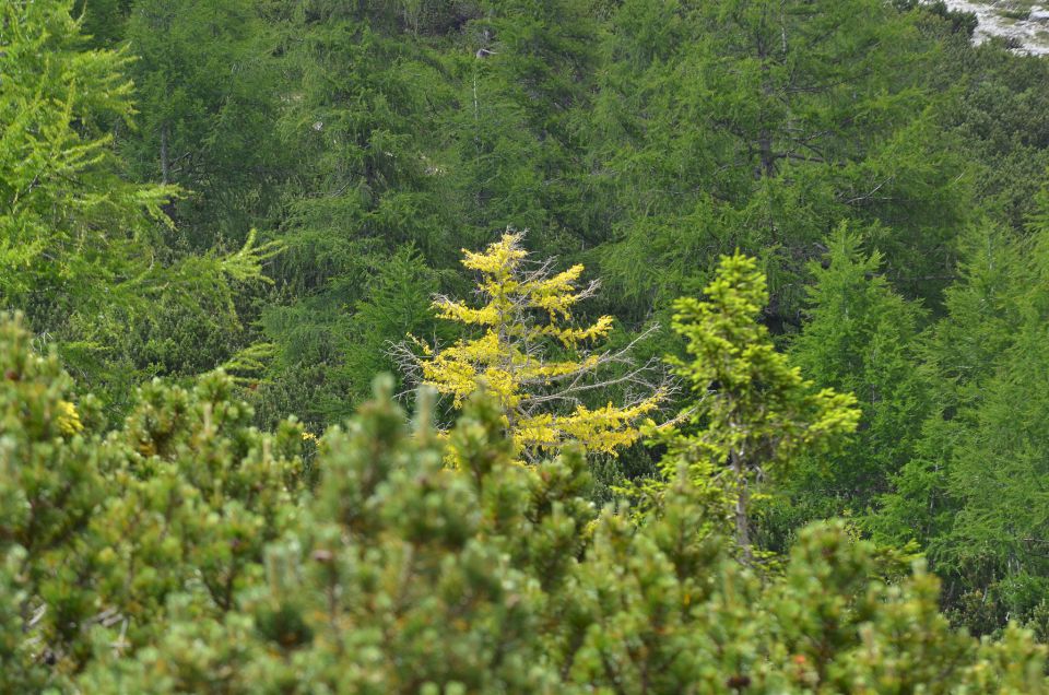 Mala Mojstrovka 26.6.2015 - foto povečava