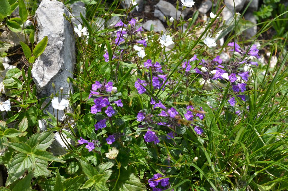 Veliki Draški vrh 11.7.2015 - foto povečava