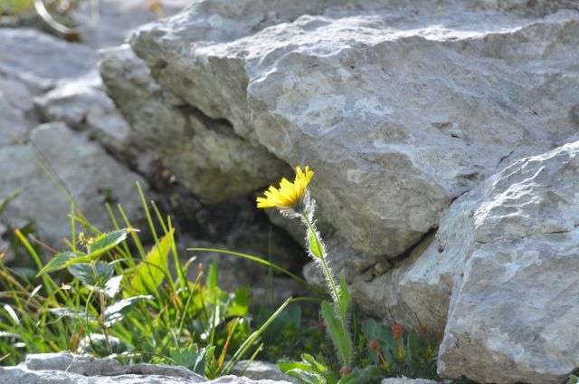 Veliki Draški vrh 11.7.2015 - foto