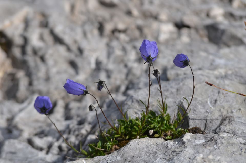 Veliki Draški vrh 11.7.2015 - foto povečava