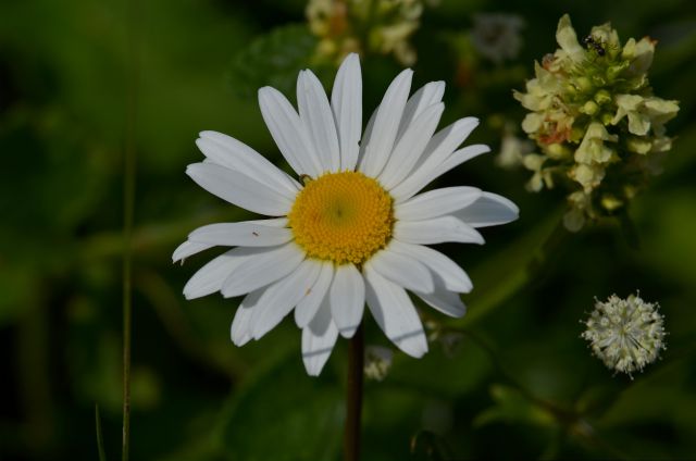 Veliki Draški vrh 11.7.2015 - foto