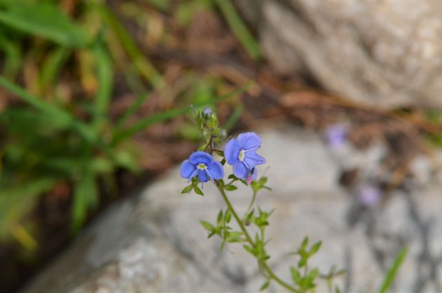 Korošica s Podvežaka 15.7.2015 - foto