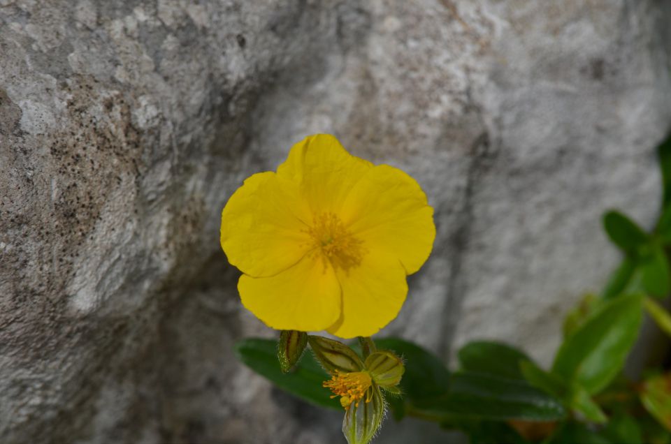 Korošica s Podvežaka 15.7.2015 - foto povečava