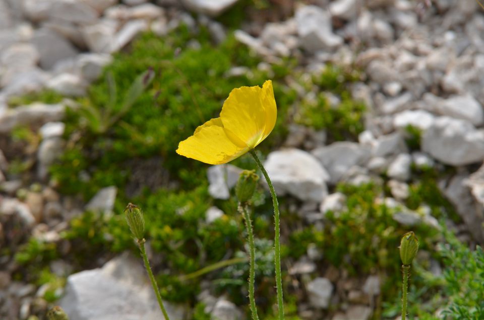 Korošica s Podvežaka 15.7.2015 - foto povečava