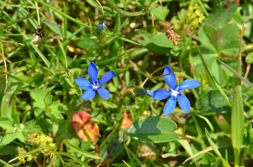 Korošica s Podvežaka 15.7.2015 - foto povečava