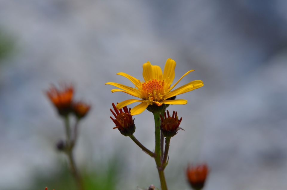 Korošica s Podvežaka 15.7.2015 - foto povečava