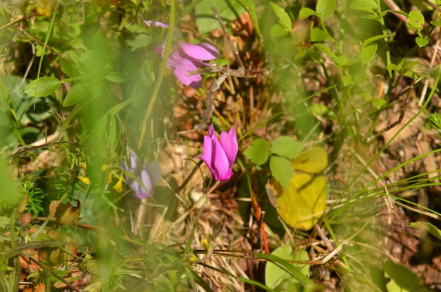 Zelenci, Tamar, proti Jalovcu, 18, 19.7.2015 - foto