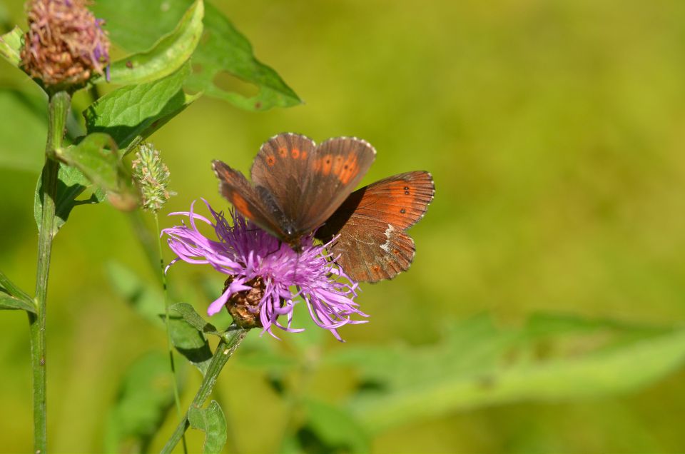 Zelenci, Tamar, proti Jalovcu, 18, 19.7.2015 - foto povečava