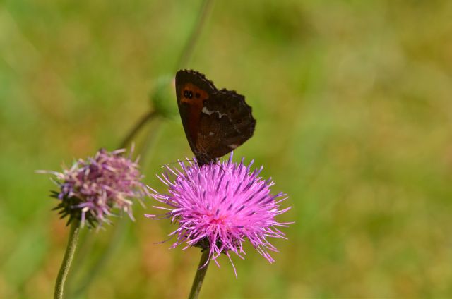 Zelenci, Tamar, proti Jalovcu, 18, 19.7.2015 - foto