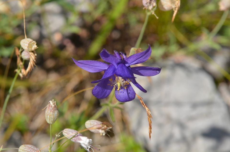 Zelenci, Tamar, proti Jalovcu, 18, 19.7.2015 - foto povečava