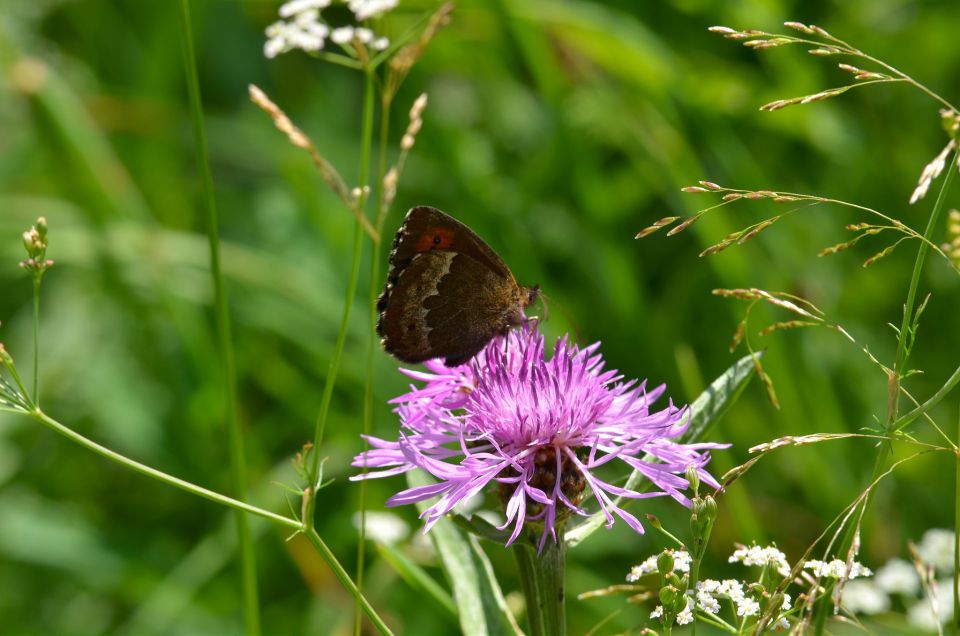 Zelenci, Tamar, proti Jalovcu, 18, 19.7.2015 - foto povečava