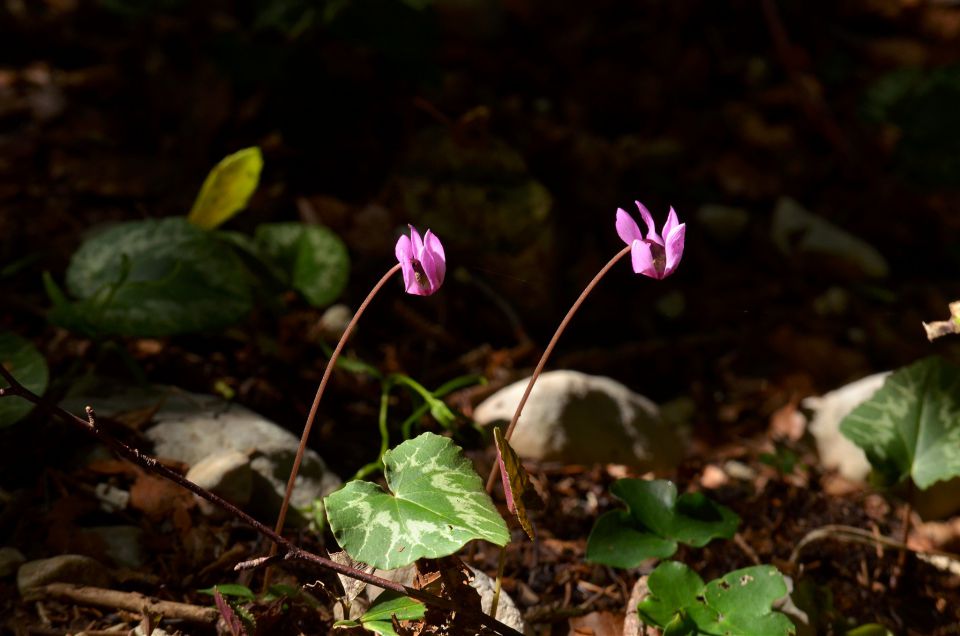 Dopust Bohinj 1.8.2015 - foto povečava