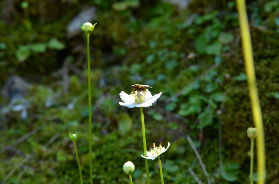 Golte 9.8.2015 - foto povečava