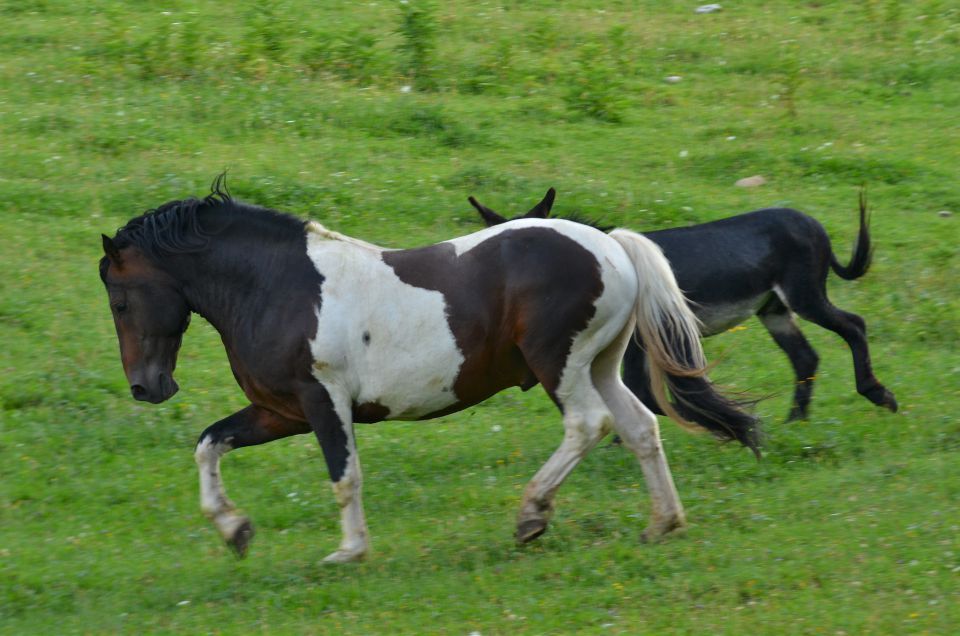 Savinjska 15.8.2015 - foto povečava