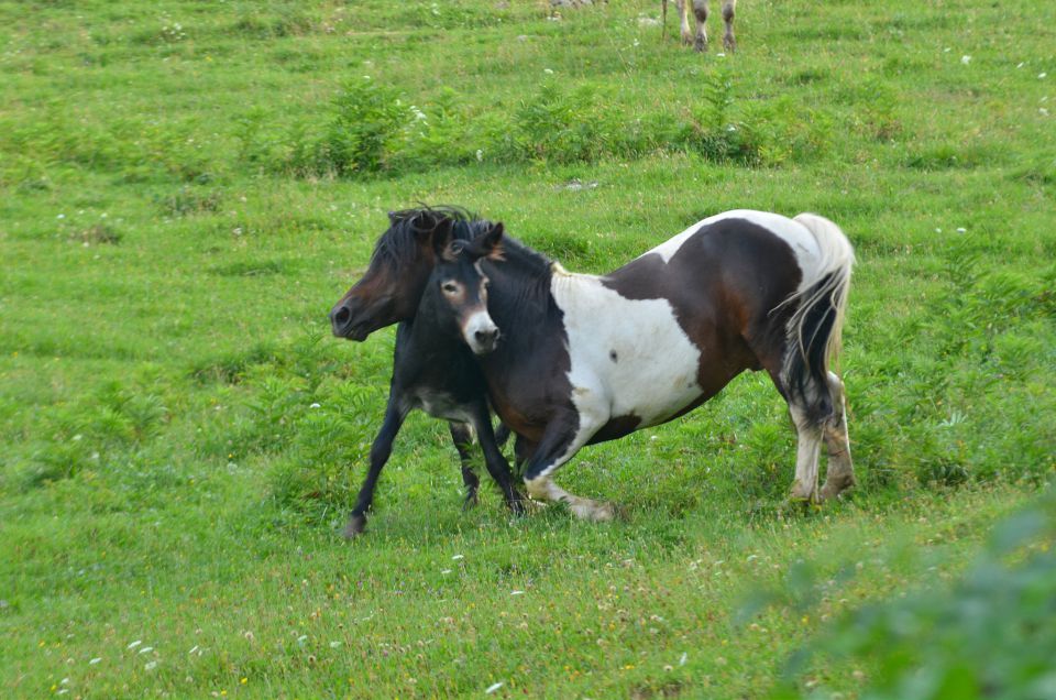 Savinjska 15.8.2015 - foto povečava