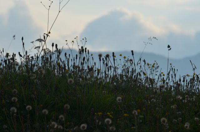 Matkov škaf 23.8.2015 - foto