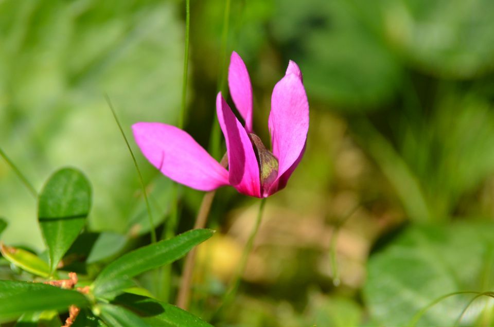 Robanov kot 30.8.2015 - foto povečava