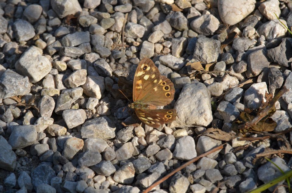 Robanov kot 30.8.2015 - foto povečava