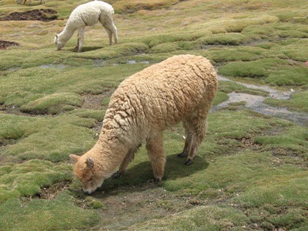 Alpaka je podobna žival kot Lama. Gojijo jih za prehrano in zelo cenjeno volno