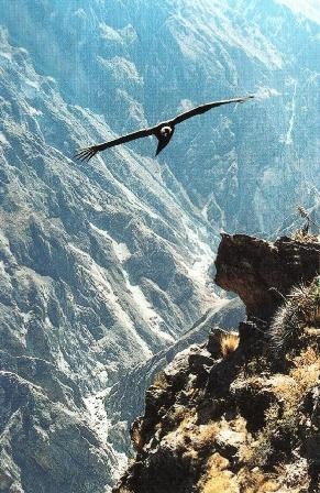 Kondorji so mrhovinarji, živijo v dolini Kolka(30) Večina ga še ni videla.