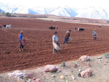 Kmetje pri sajenju krompirja in pometavanju gnoja, Poznajo preko 200 vrst krompirja, ki je