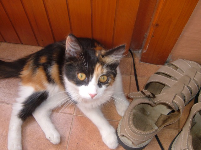 Moja mačka Nina - foto