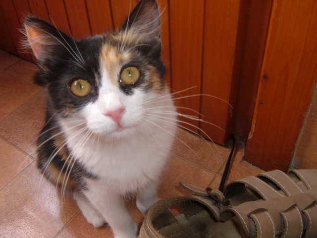 Moja mačka Nina - foto