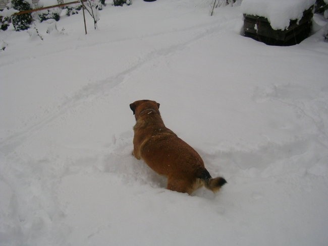 I think I see something in the snow.