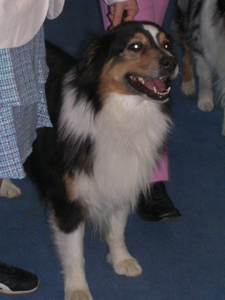 Australian Shepherd