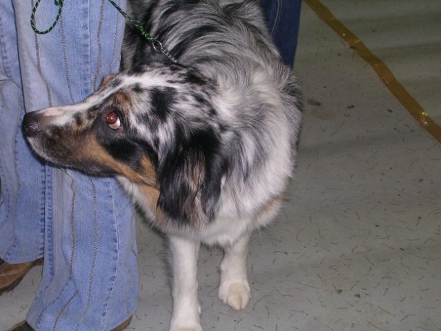 Australian Shepherd