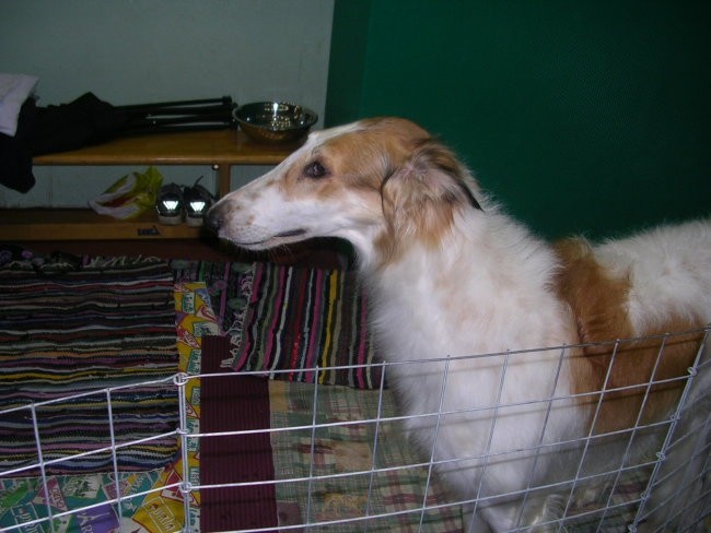 Borzoi