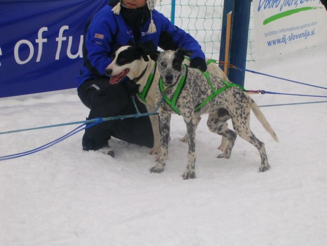 Dog Sled Race - Rateče 2006 - foto