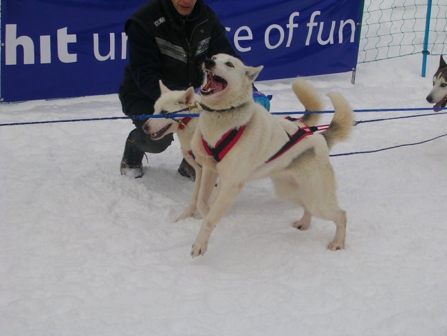 Dog Sled Race - Rateče 2006 - foto povečava