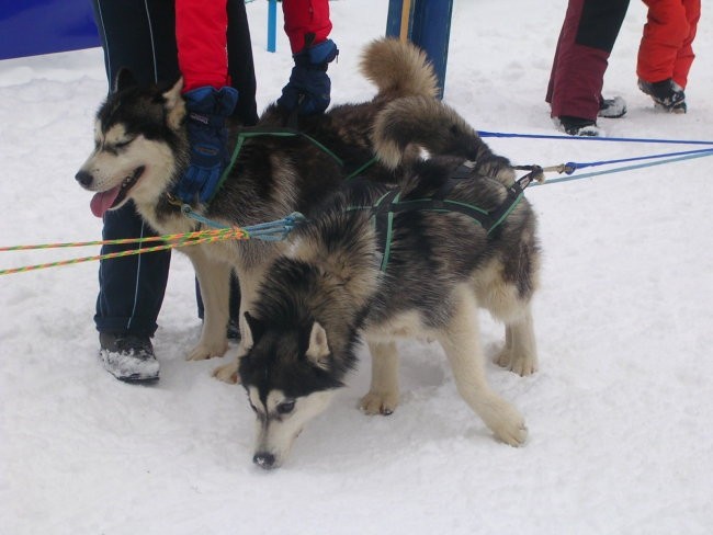 Dog Sled Race - Rateče 2006 - foto povečava