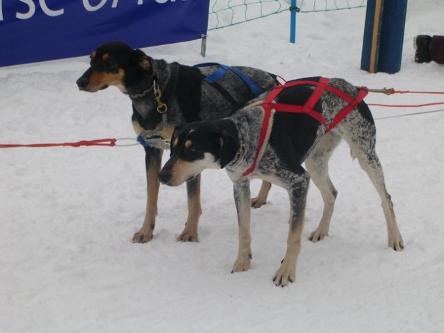 Dog Sled Race - Rateče 2006 - foto