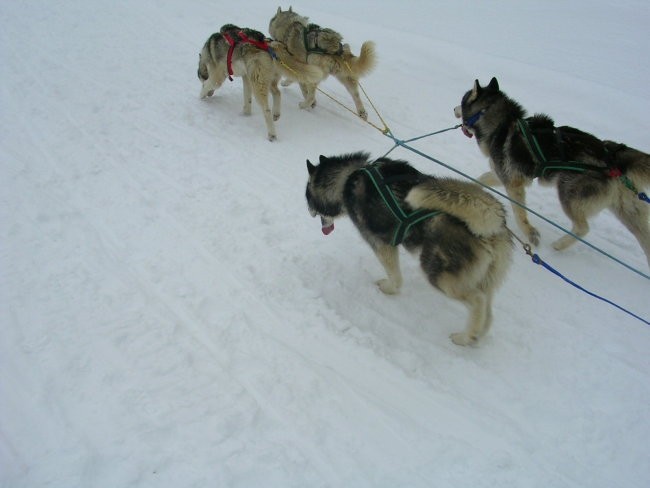 Dog Sled Race - Rateče 2006 - foto povečava