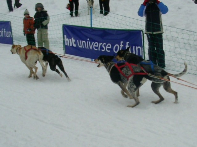 Dog Sled Race - Rateče 2006 - foto