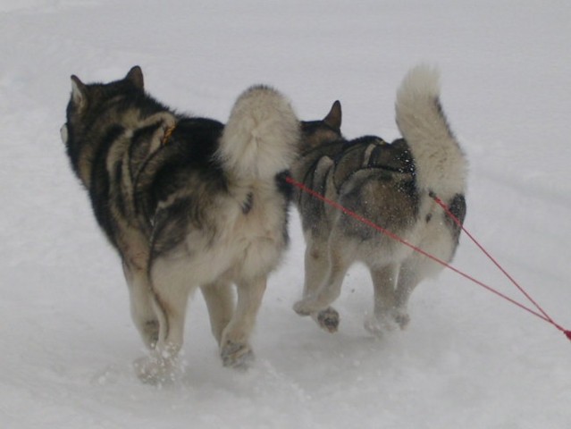 Dog Sled Race - Rateče 2006 - foto