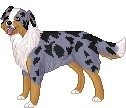 Blue merle Aussie - for Zoe