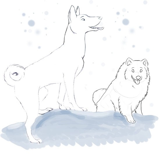 Basenji & American Eskimo Dog