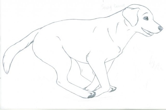 Labrador Retriver