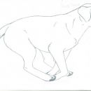 Labrador Retriver